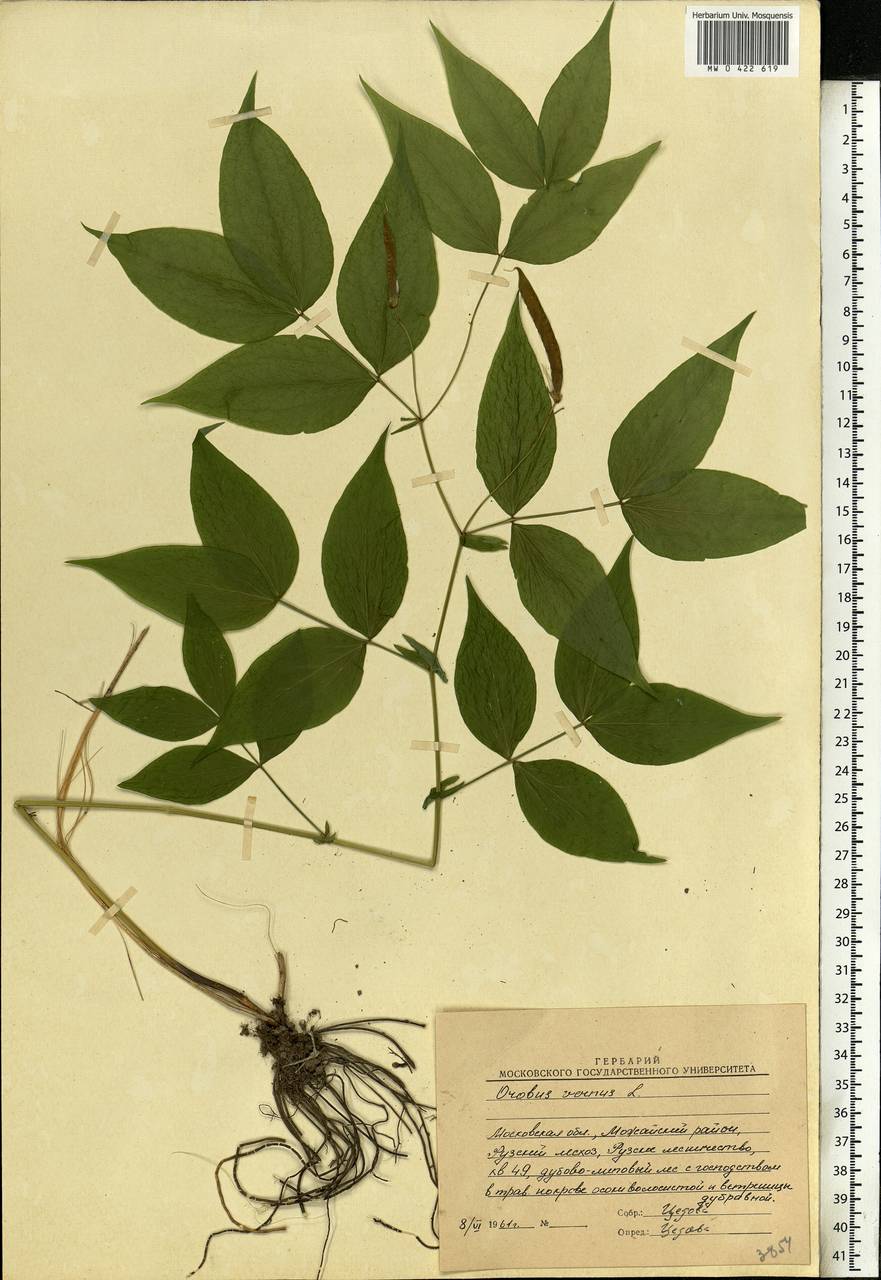 Lathyrus vernus (L.)Bernh., Eastern Europe, Moscow region (E4a) (Russia)