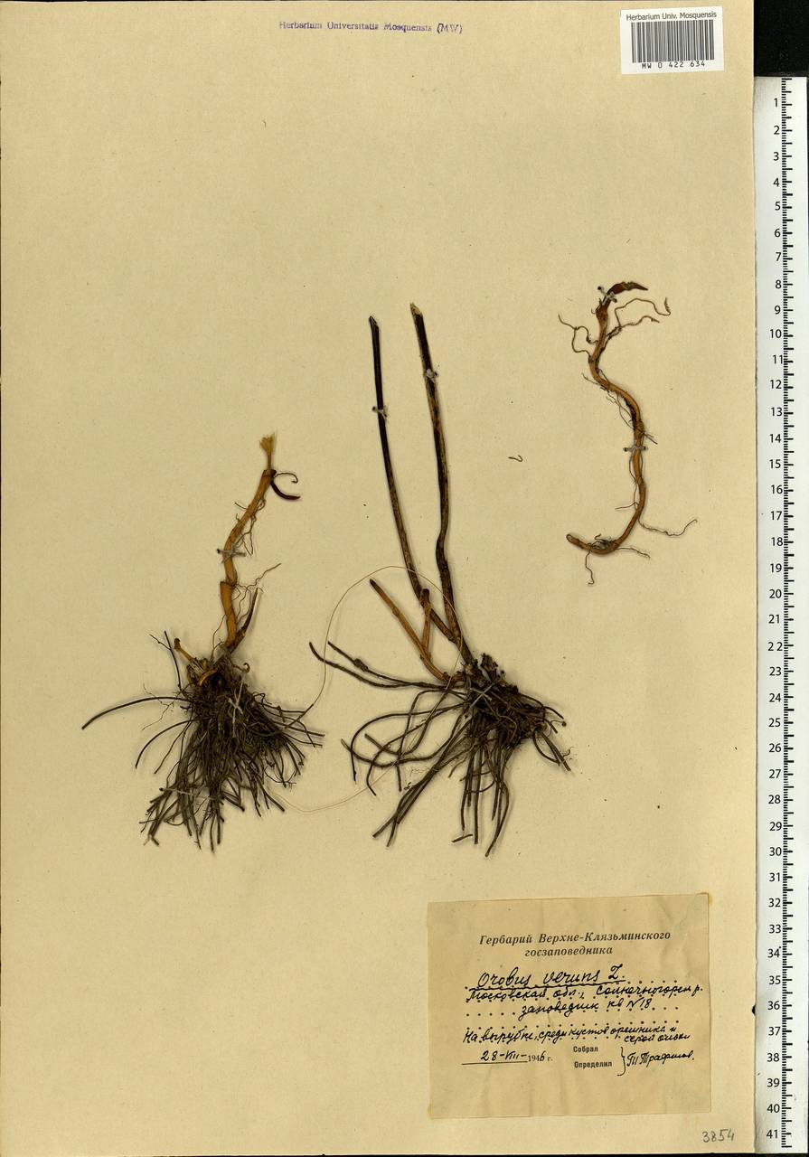 Lathyrus vernus (L.)Bernh., Eastern Europe, Moscow region (E4a) (Russia)