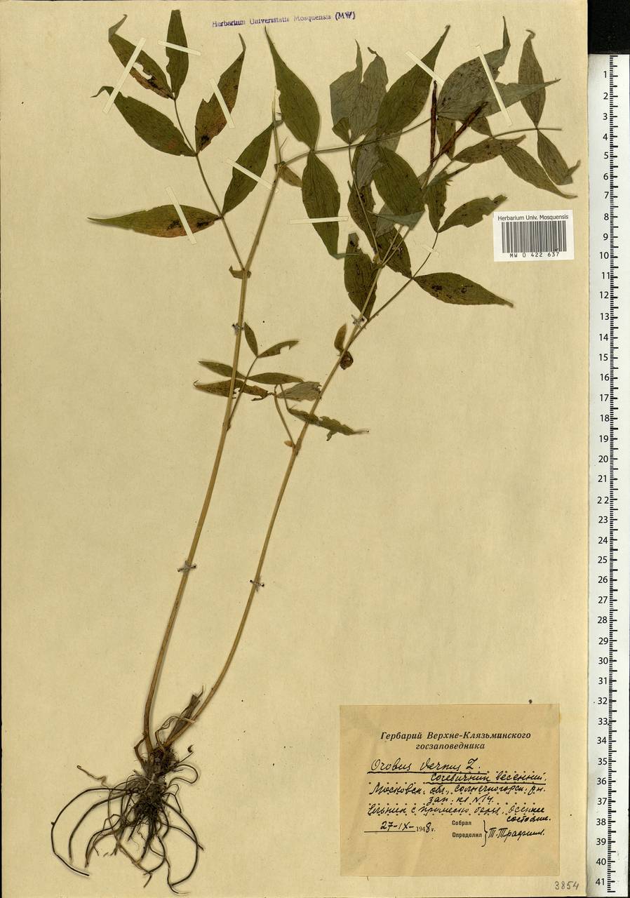 Lathyrus vernus (L.)Bernh., Eastern Europe, Moscow region (E4a) (Russia)