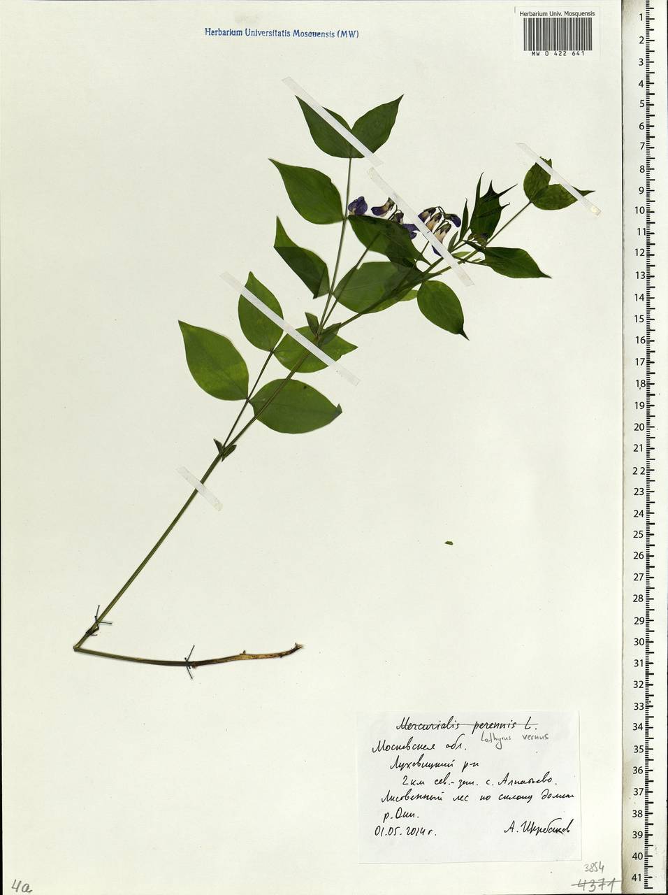 Lathyrus vernus (L.)Bernh., Eastern Europe, Moscow region (E4a) (Russia)