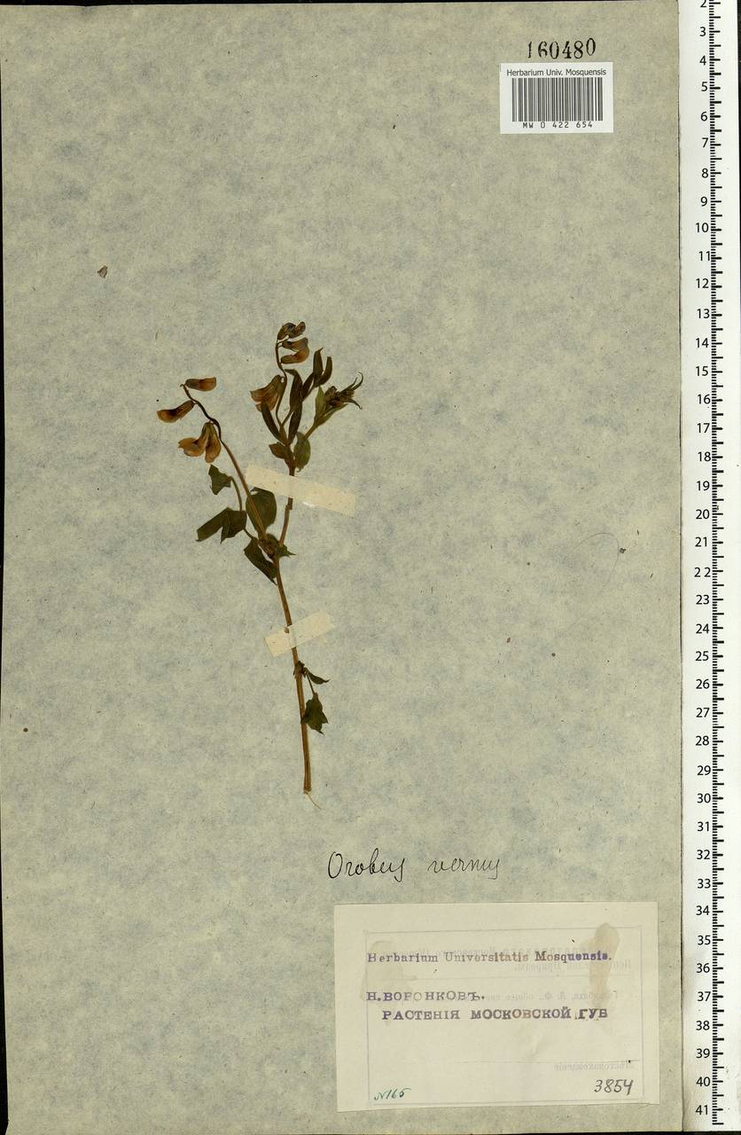 Lathyrus vernus (L.)Bernh., Eastern Europe, Moscow region (E4a) (Russia)