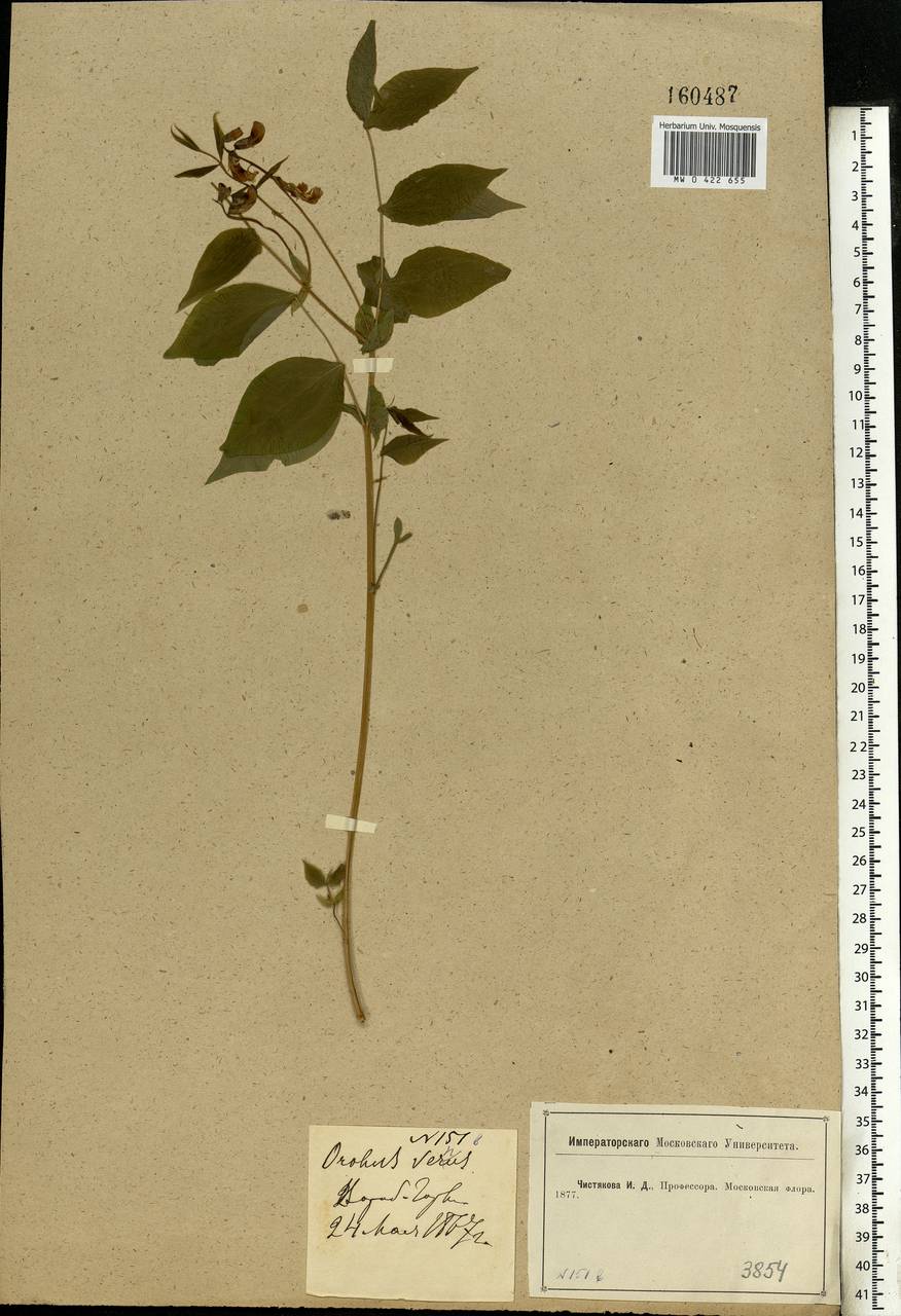 Lathyrus vernus (L.)Bernh., Eastern Europe, Moscow region (E4a) (Russia)