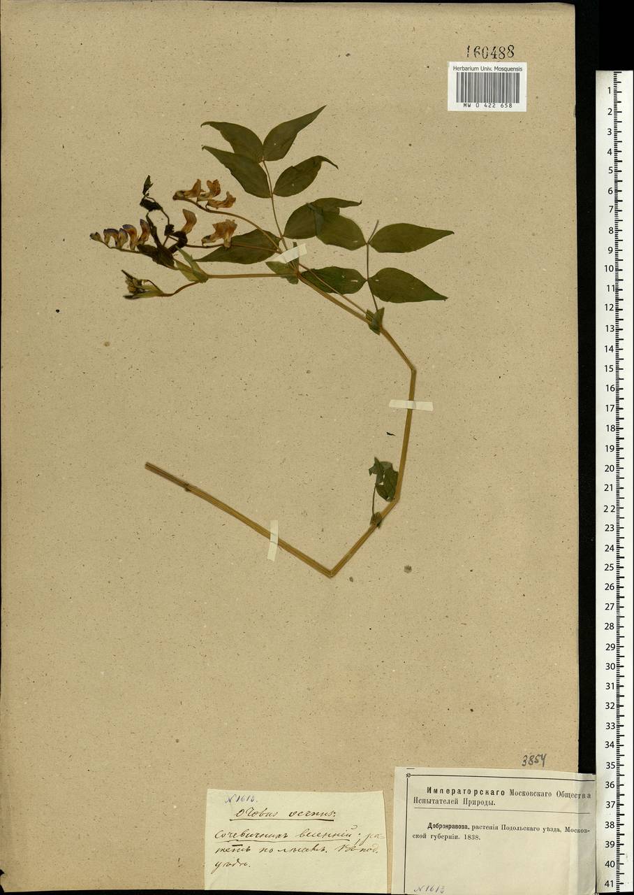 Lathyrus vernus (L.)Bernh., Eastern Europe, Moscow region (E4a) (Russia)