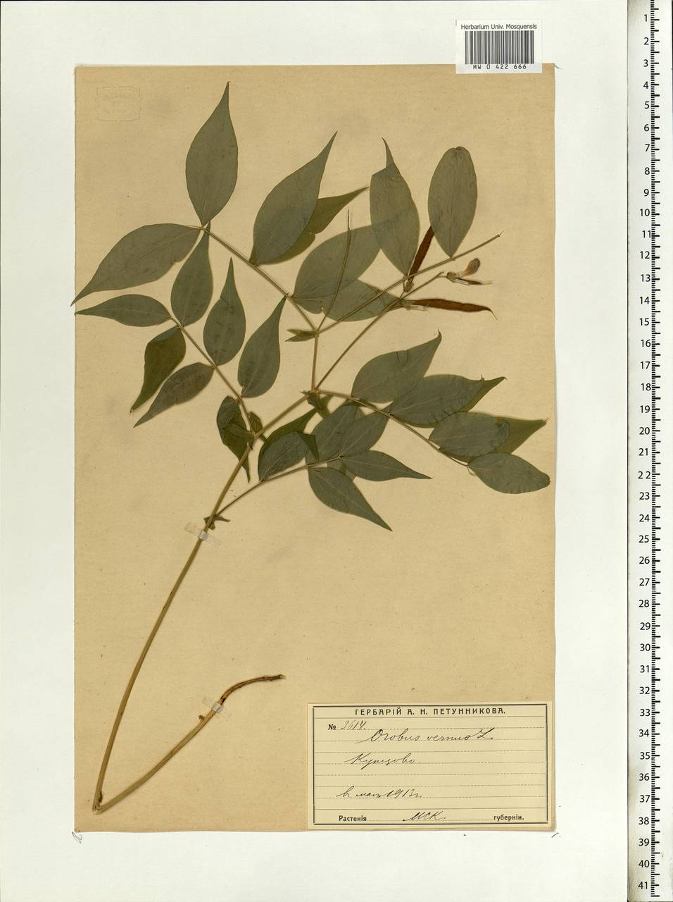 Lathyrus vernus (L.)Bernh., Eastern Europe, Moscow region (E4a) (Russia)