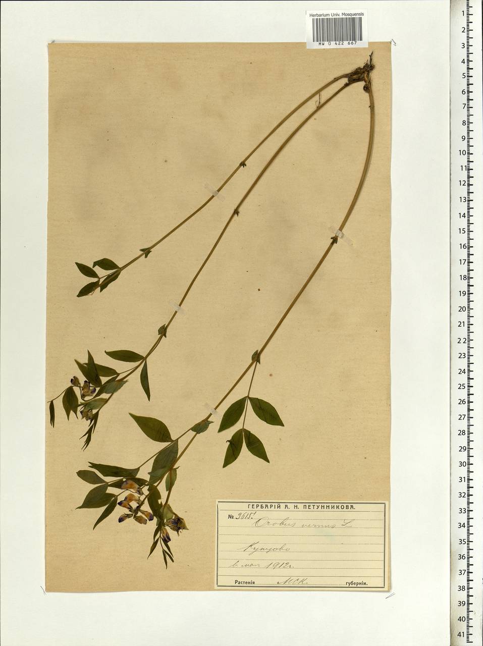 Lathyrus vernus (L.)Bernh., Eastern Europe, Moscow region (E4a) (Russia)