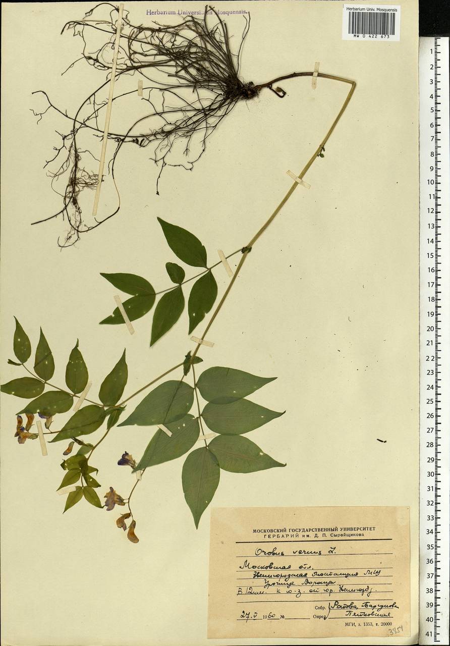 Lathyrus vernus (L.)Bernh., Eastern Europe, Moscow region (E4a) (Russia)