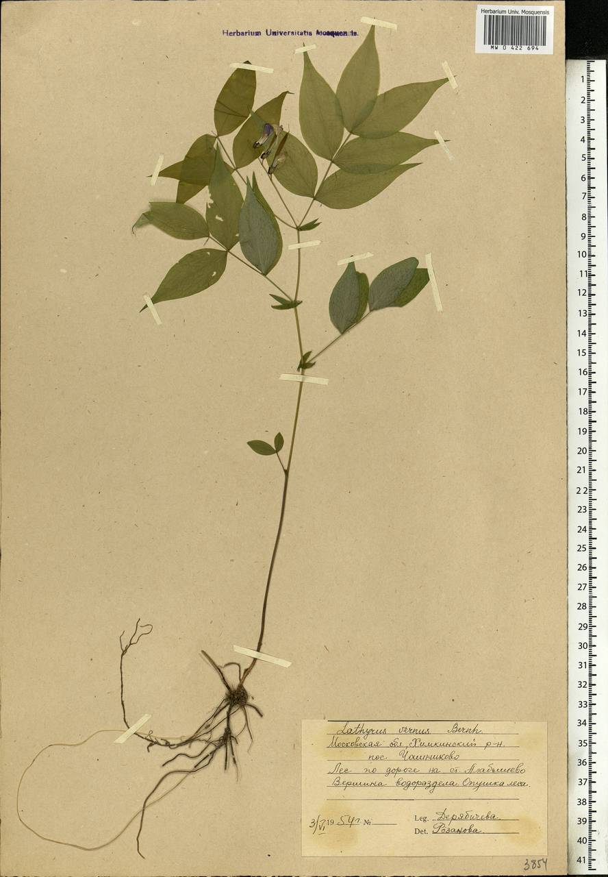 Lathyrus vernus (L.)Bernh., Eastern Europe, Moscow region (E4a) (Russia)