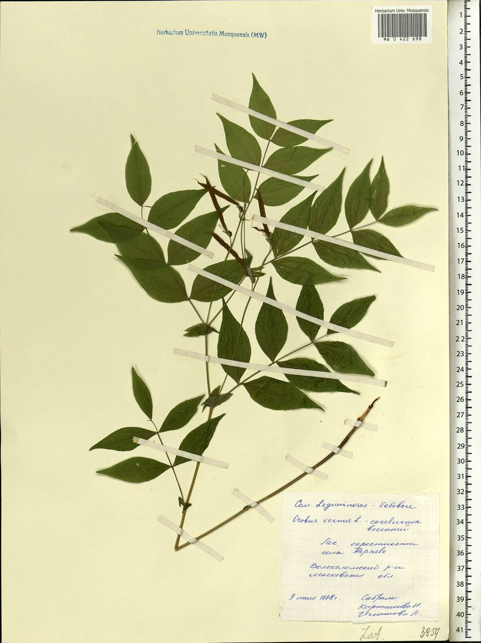 Lathyrus vernus (L.)Bernh., Eastern Europe, Moscow region (E4a) (Russia)