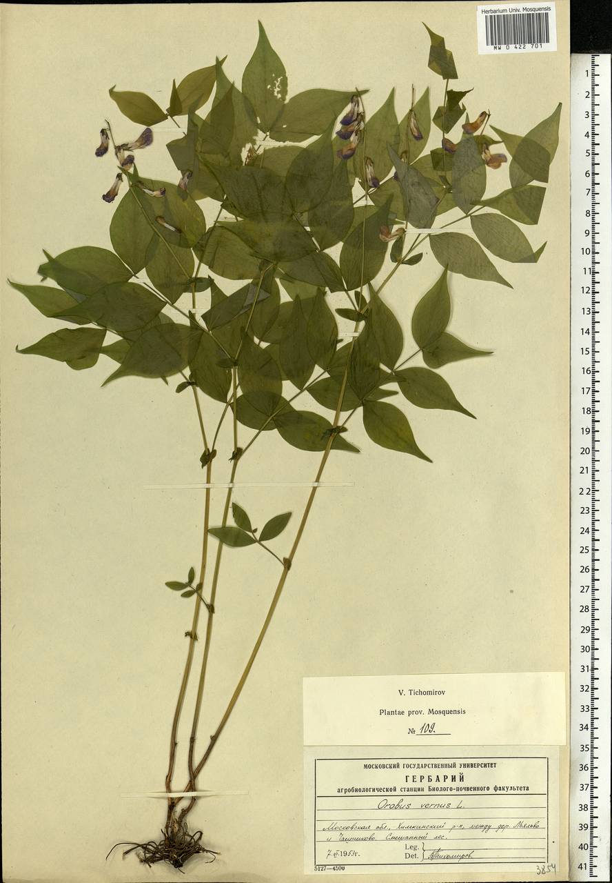 Lathyrus vernus (L.)Bernh., Eastern Europe, Moscow region (E4a) (Russia)