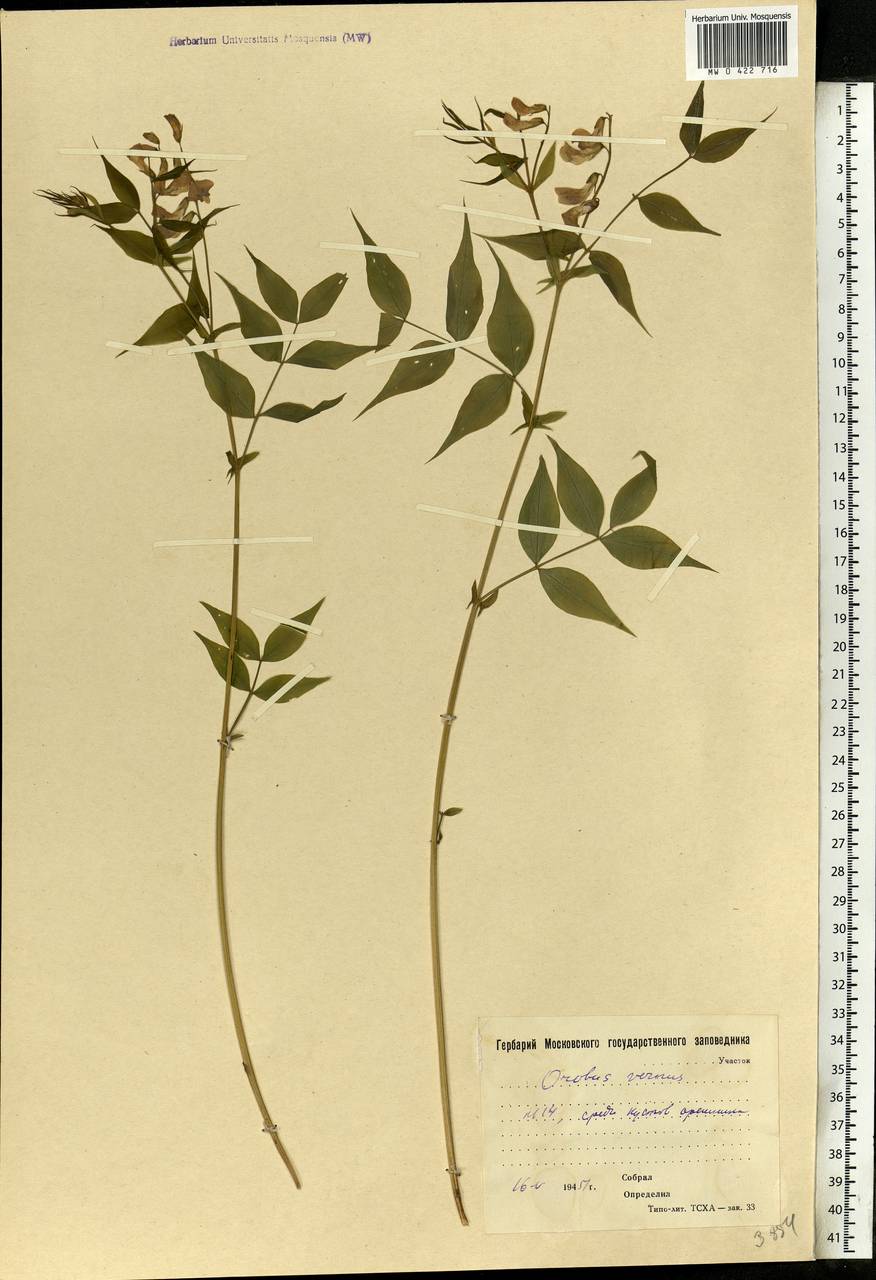 Lathyrus vernus (L.)Bernh., Eastern Europe, Moscow region (E4a) (Russia)