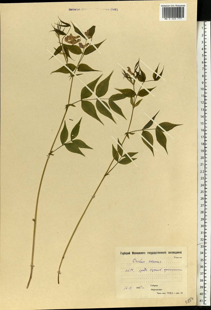 Lathyrus vernus (L.)Bernh., Eastern Europe, Moscow region (E4a) (Russia)