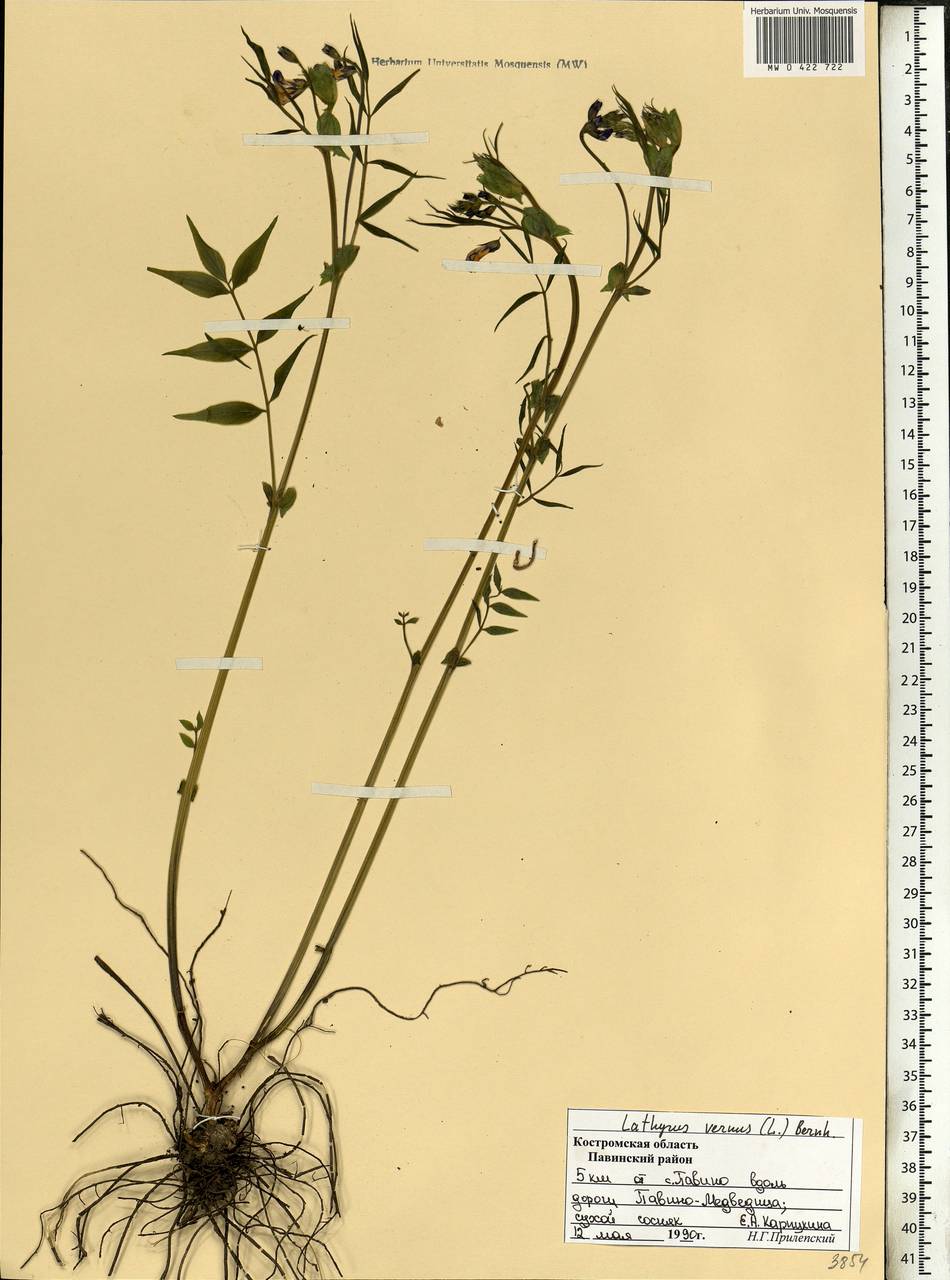 Lathyrus vernus (L.)Bernh., Eastern Europe, Central forest region (E5) (Russia)