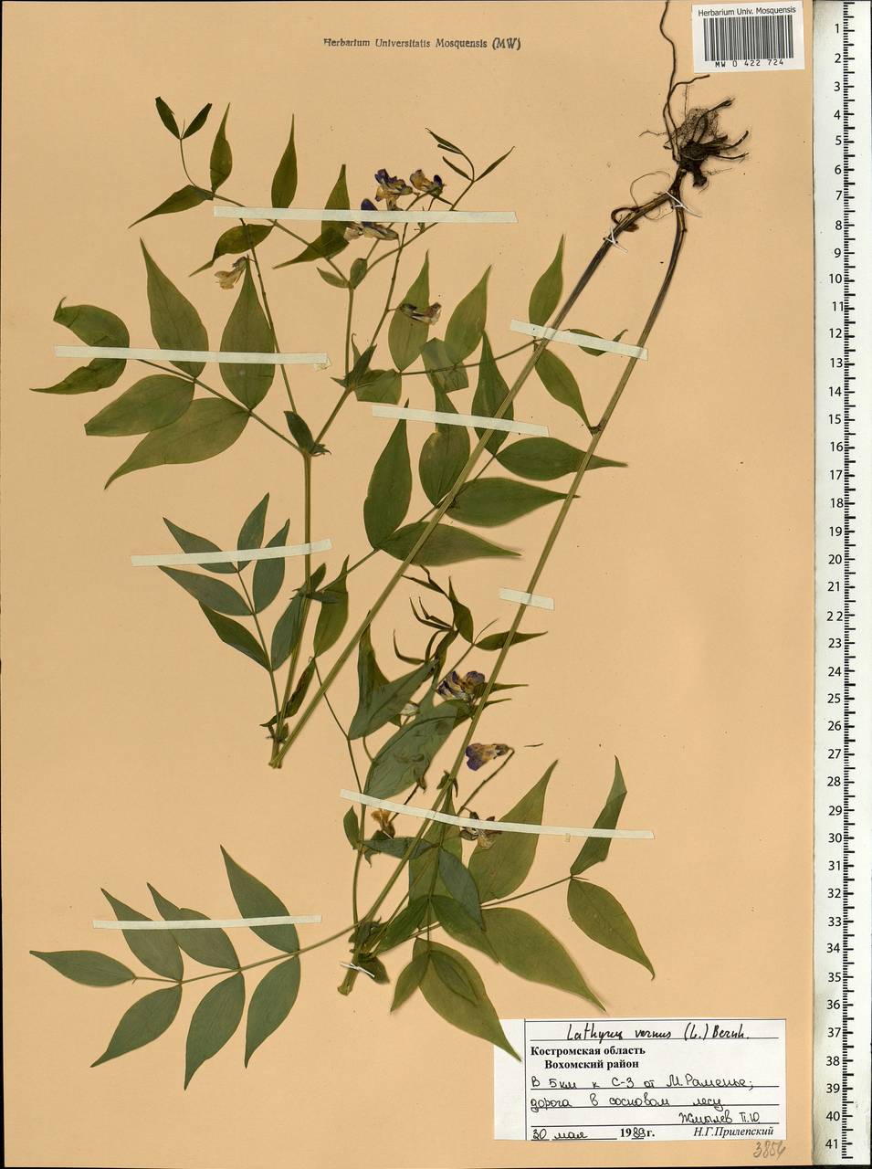 Lathyrus vernus (L.)Bernh., Eastern Europe, Central forest region (E5) (Russia)