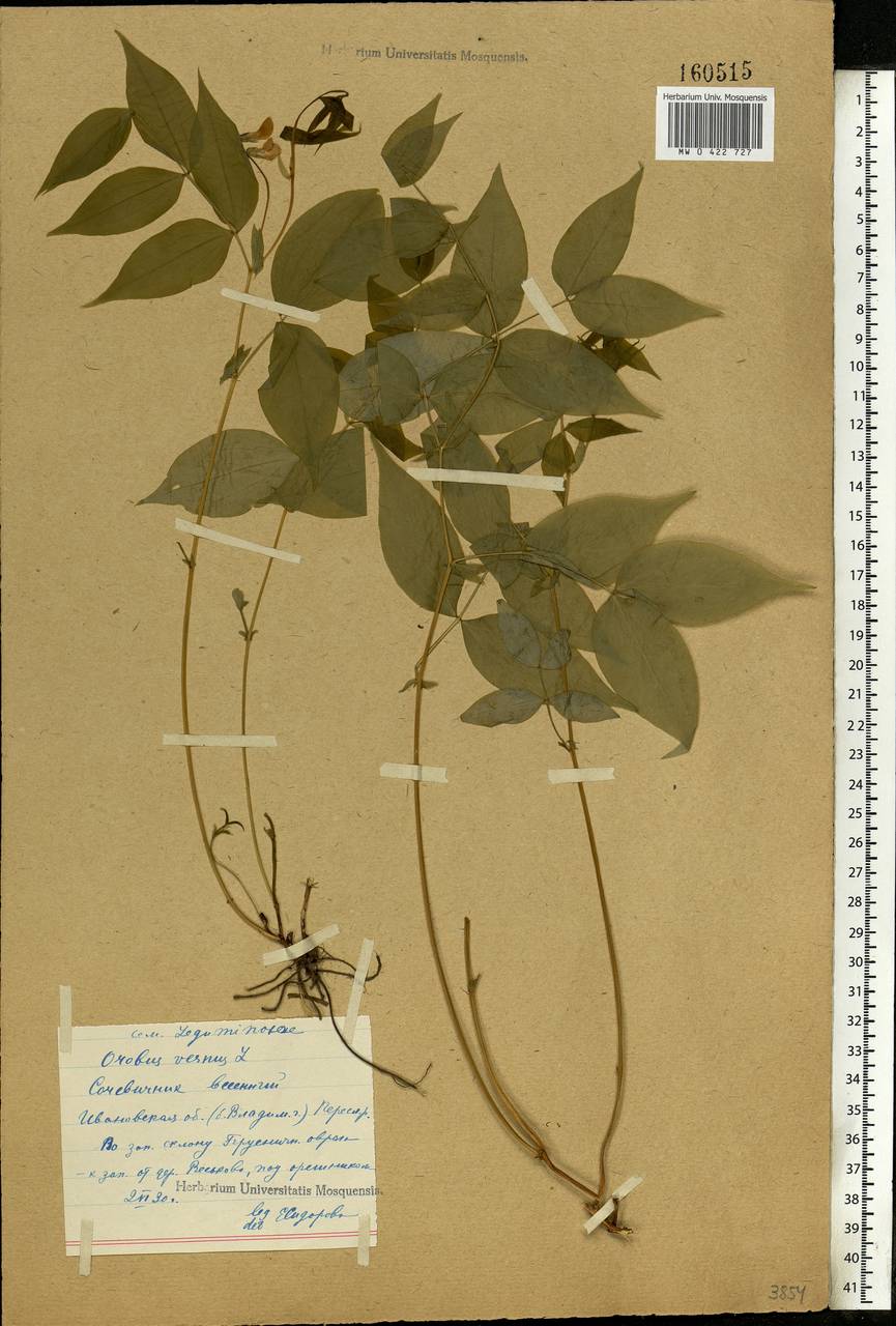 Lathyrus vernus (L.)Bernh., Eastern Europe, Central forest region (E5) (Russia)