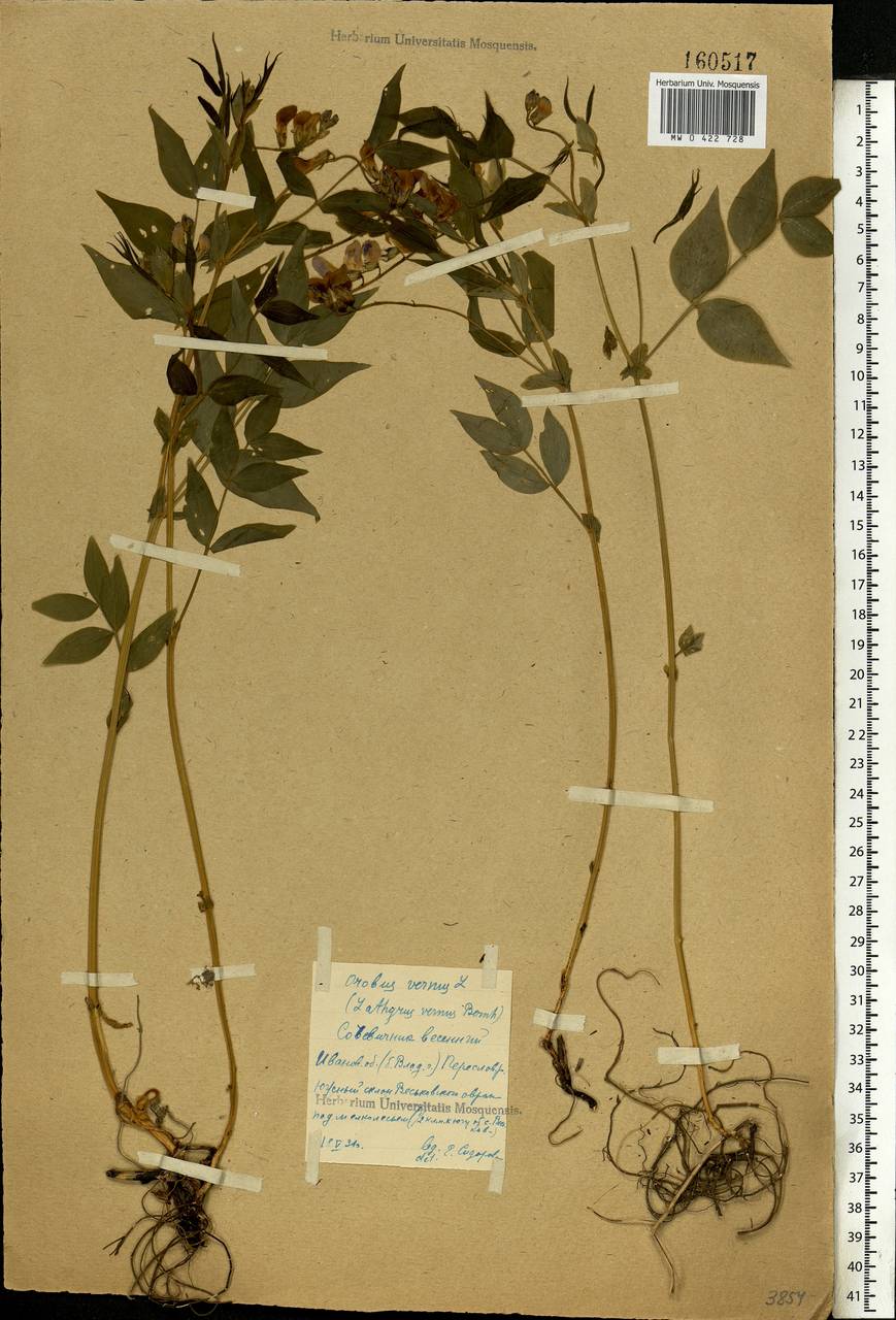 Lathyrus vernus (L.)Bernh., Eastern Europe, Central forest region (E5) (Russia)