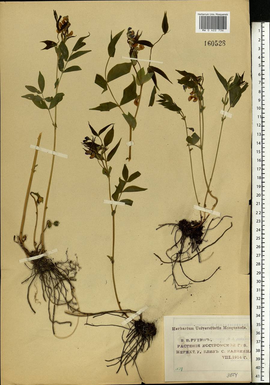 Lathyrus vernus (L.)Bernh., Eastern Europe, Central forest region (E5) (Russia)