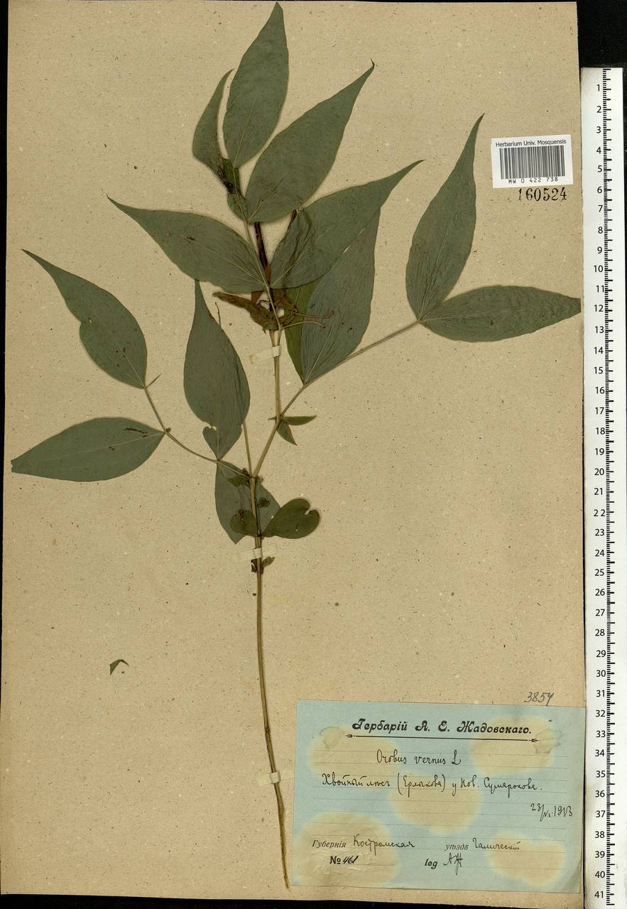 Lathyrus vernus (L.)Bernh., Eastern Europe, Central forest region (E5) (Russia)
