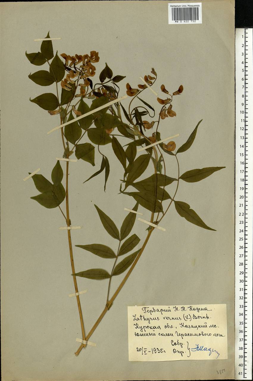 Lathyrus vernus (L.)Bernh., Eastern Europe, Central forest-and-steppe region (E6) (Russia)