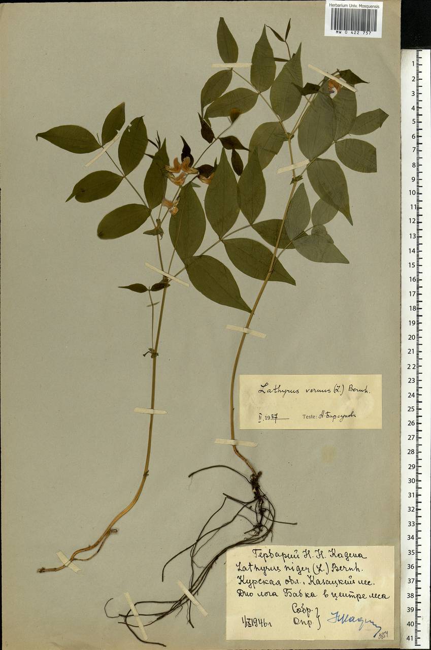 Lathyrus vernus (L.)Bernh., Eastern Europe, Central forest-and-steppe region (E6) (Russia)