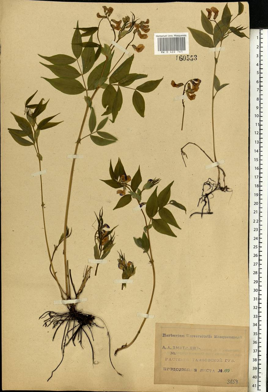 Lathyrus vernus (L.)Bernh., Eastern Europe, Central forest-and-steppe region (E6) (Russia)