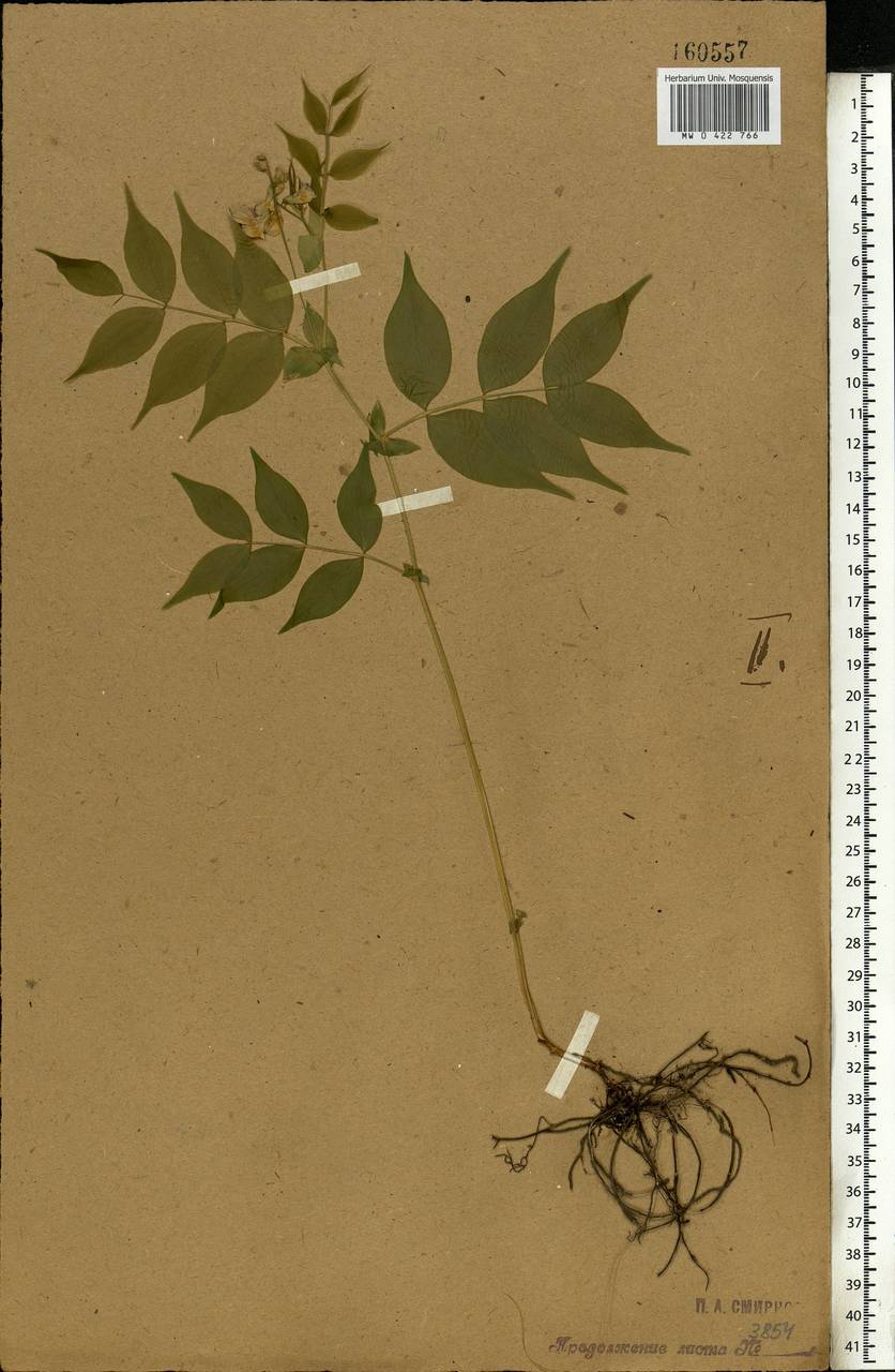 Lathyrus vernus (L.) Bernh., Eastern Europe, Central forest-and-steppe region (E6) (Russia)