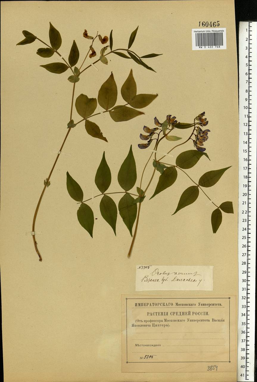 Lathyrus vernus (L.)Bernh., Eastern Europe, Central forest-and-steppe region (E6) (Russia)