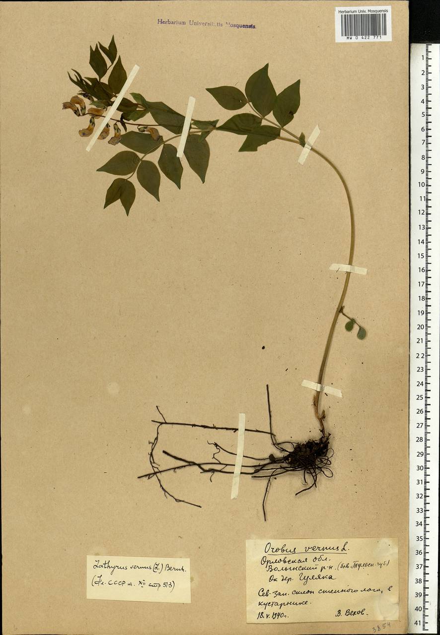 Lathyrus vernus (L.)Bernh., Eastern Europe, Central forest-and-steppe region (E6) (Russia)