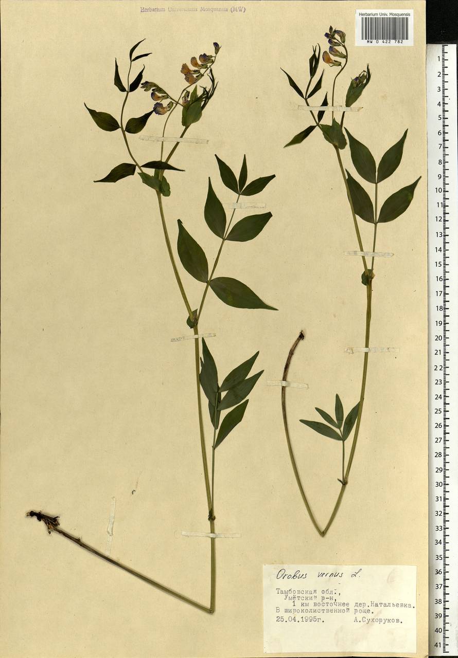 Lathyrus vernus (L.)Bernh., Eastern Europe, Central forest-and-steppe region (E6) (Russia)