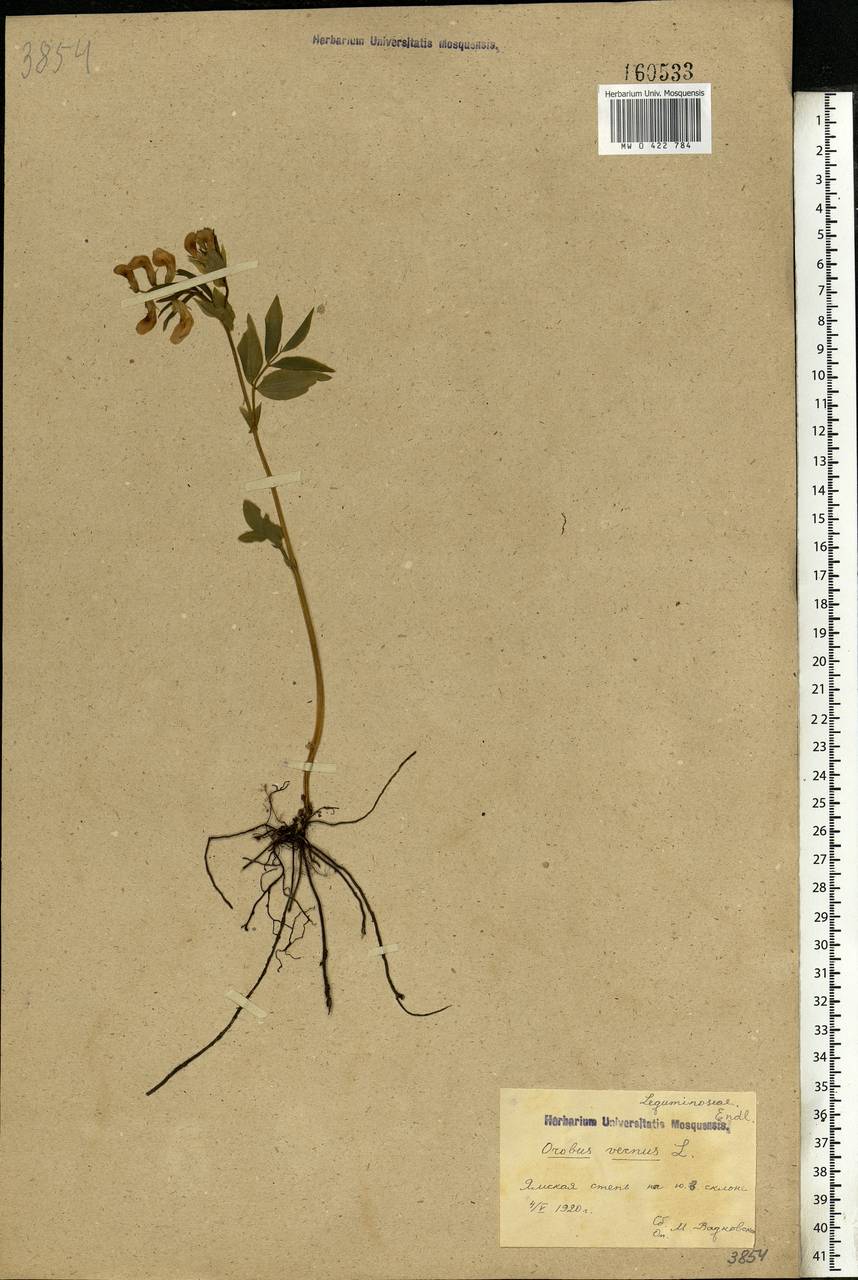 Lathyrus vernus (L.)Bernh., Eastern Europe, Central forest-and-steppe region (E6) (Russia)