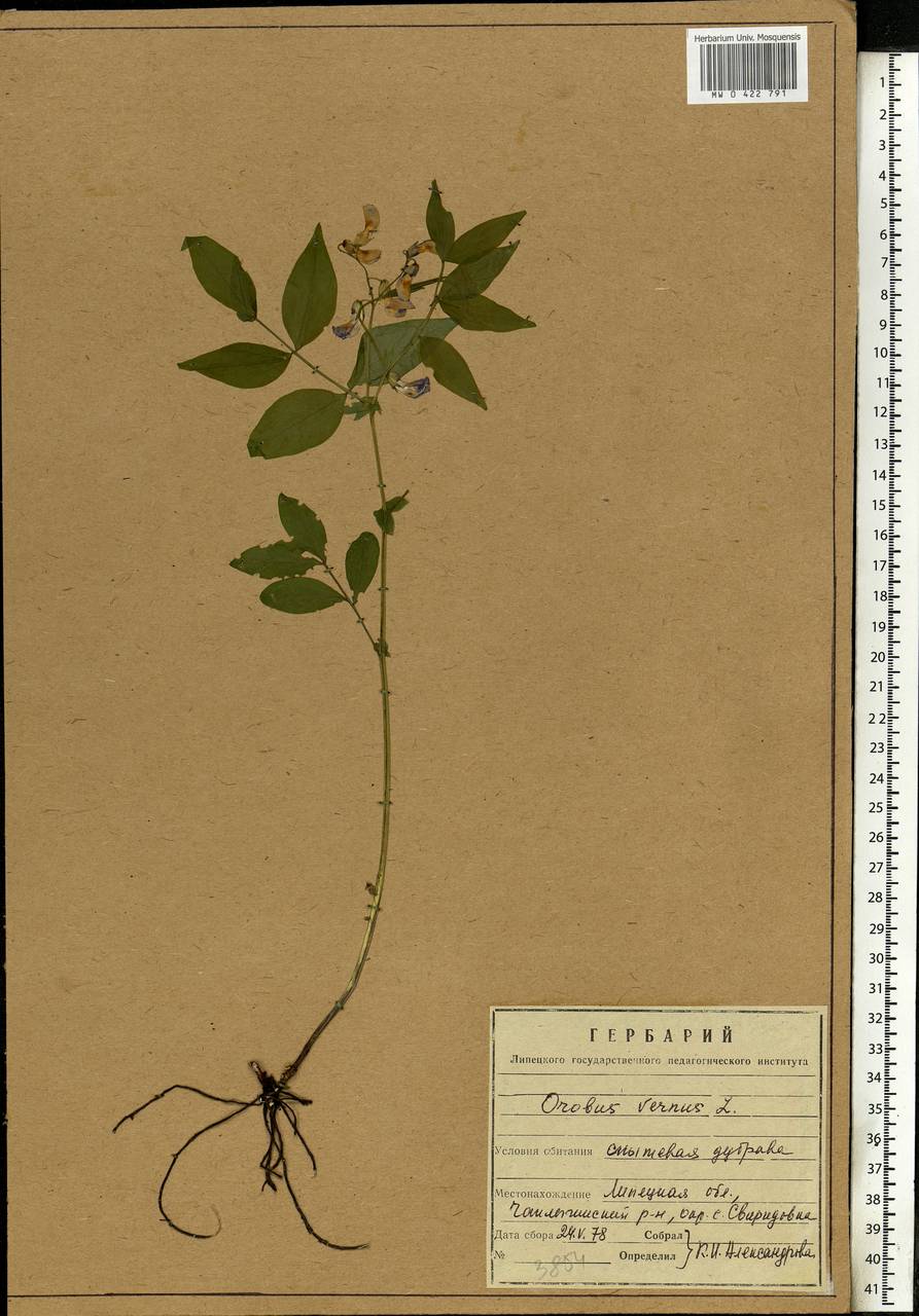 Lathyrus vernus (L.)Bernh., Eastern Europe, Central forest-and-steppe region (E6) (Russia)