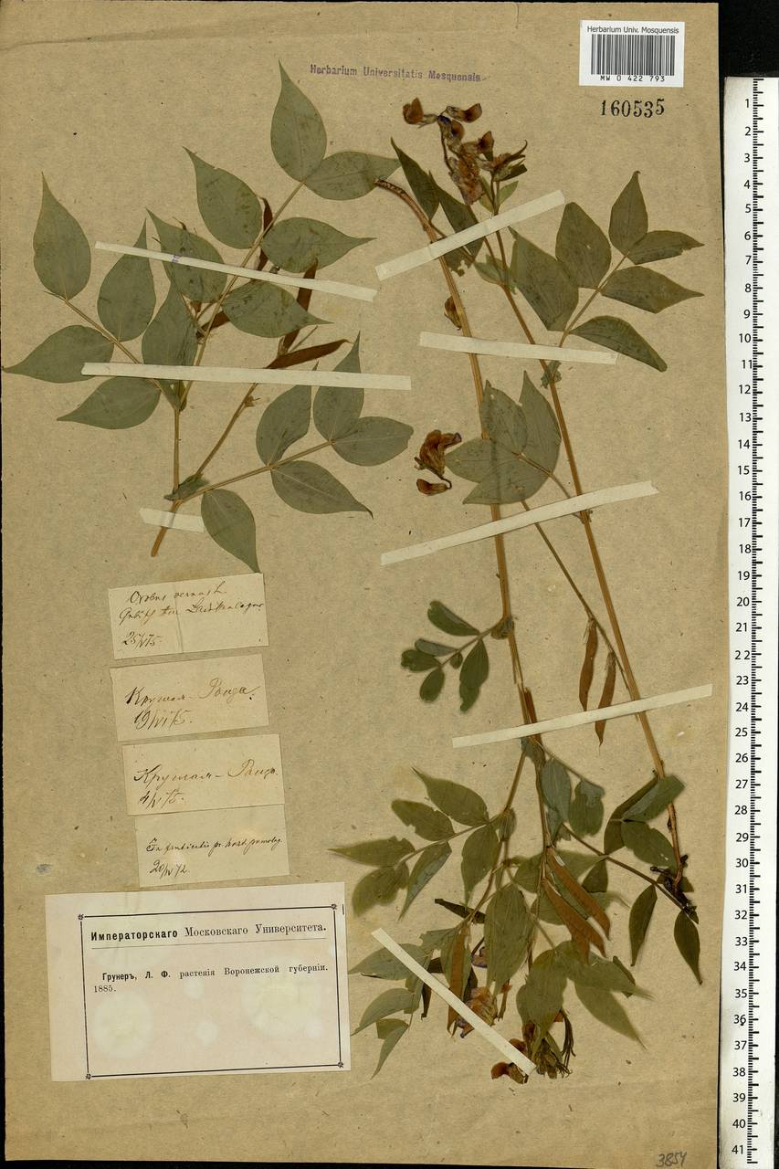 Lathyrus vernus (L.) Bernh., Eastern Europe, Central forest-and-steppe region (E6) (Russia)