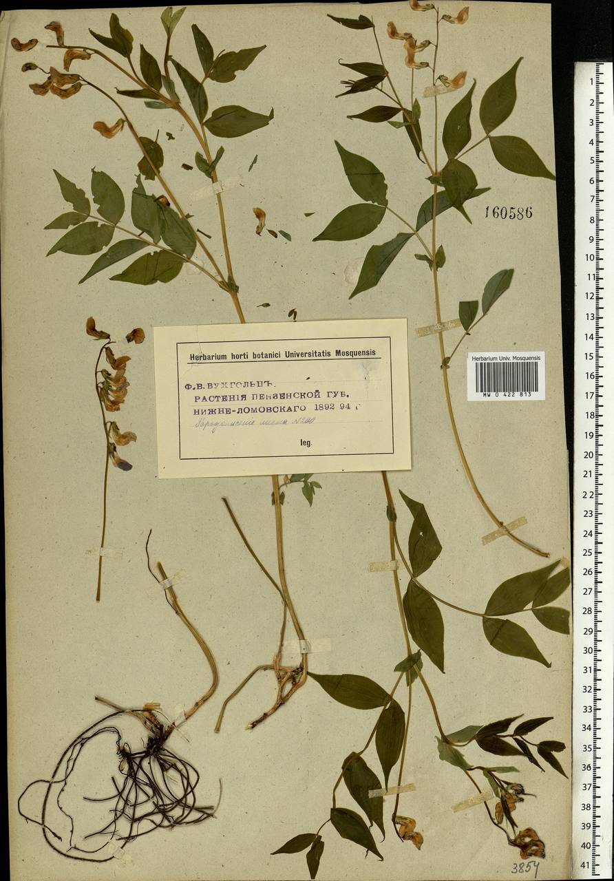 Lathyrus vernus (L.) Bernh., Eastern Europe, Middle Volga region (E8) (Russia)