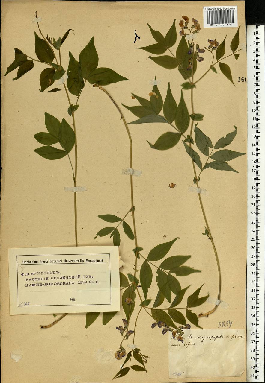 Lathyrus vernus (L.) Bernh., Eastern Europe, Middle Volga region (E8) (Russia)