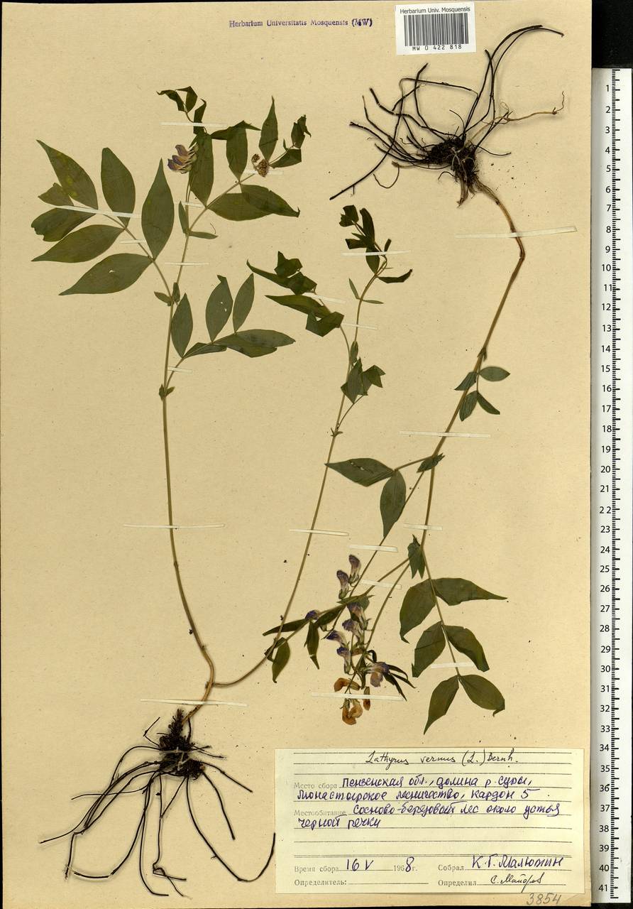 Lathyrus vernus (L.)Bernh., Eastern Europe, Middle Volga region (E8) (Russia)