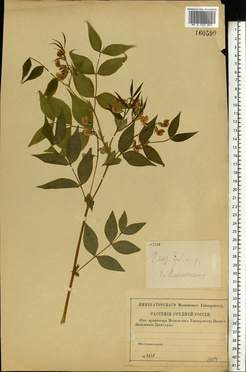 Lathyrus vernus (L.)Bernh., Eastern Europe, Middle Volga region (E8) (Russia)