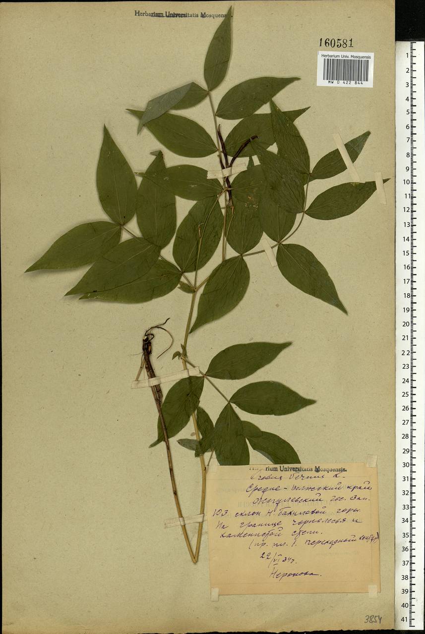 Lathyrus vernus (L.)Bernh., Eastern Europe, Middle Volga region (E8) (Russia)
