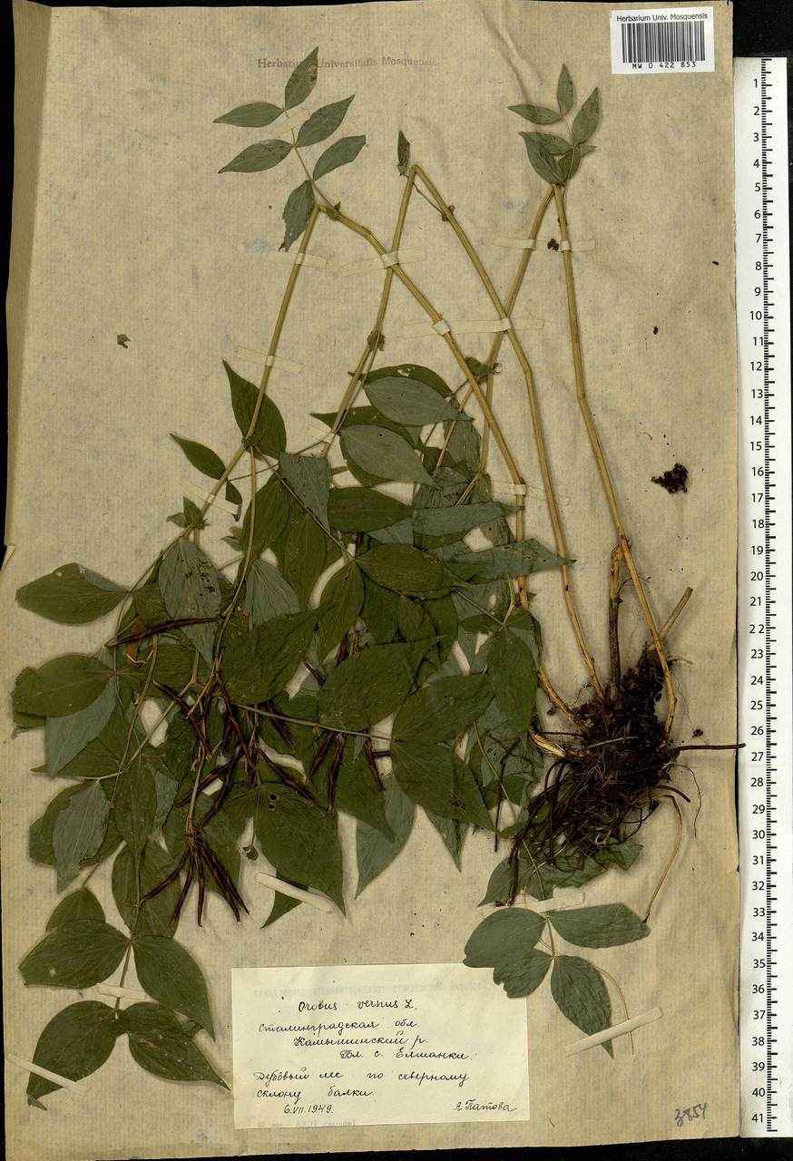 Lathyrus vernus (L.)Bernh., Eastern Europe, Lower Volga region (E9) (Russia)