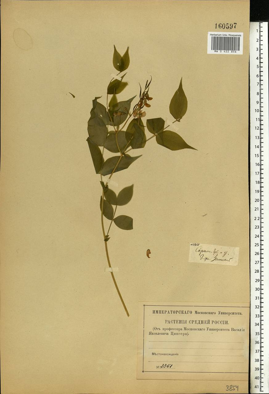 Lathyrus vernus (L.)Bernh., Eastern Europe, Lower Volga region (E9) (Russia)