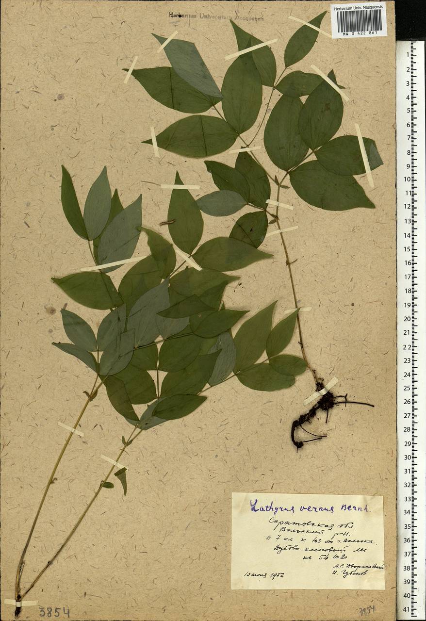 Lathyrus vernus (L.)Bernh., Eastern Europe, Lower Volga region (E9) (Russia)