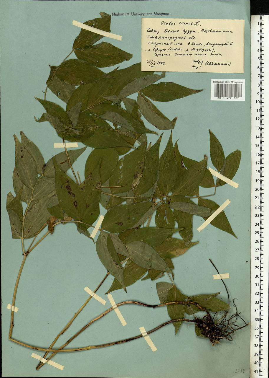 Lathyrus vernus (L.)Bernh., Eastern Europe, Lower Volga region (E9) (Russia)