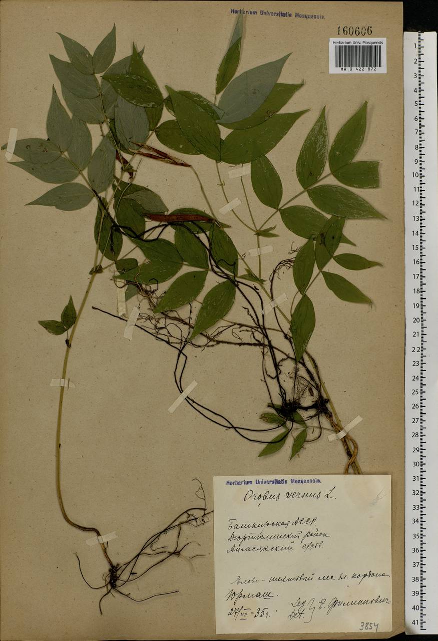 Lathyrus vernus (L.)Bernh., Eastern Europe, Eastern region (E10) (Russia)