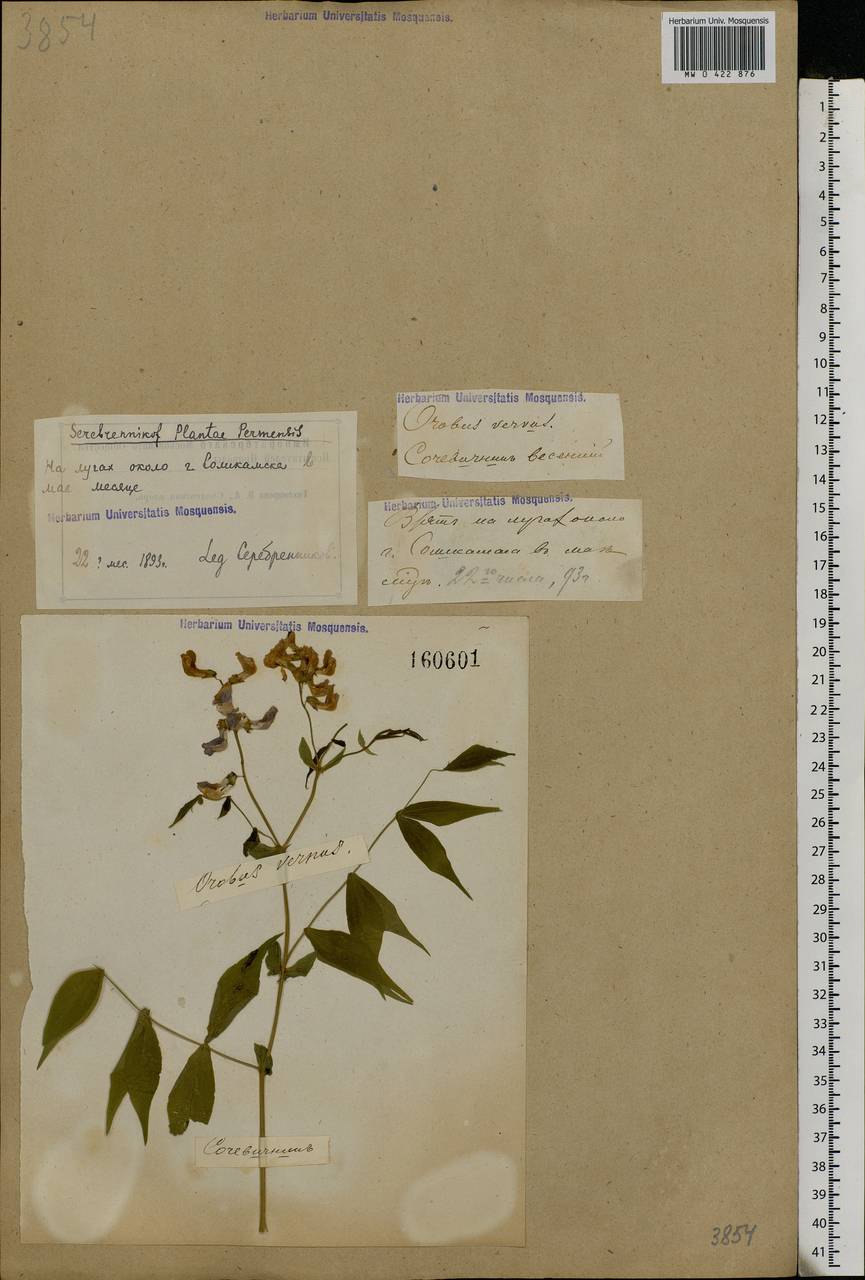 Lathyrus vernus (L.)Bernh., Eastern Europe, Eastern region (E10) (Russia)