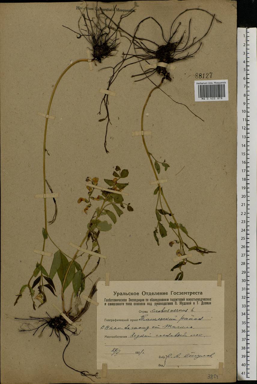 Lathyrus vernus (L.)Bernh., Eastern Europe, Eastern region (E10) (Russia)