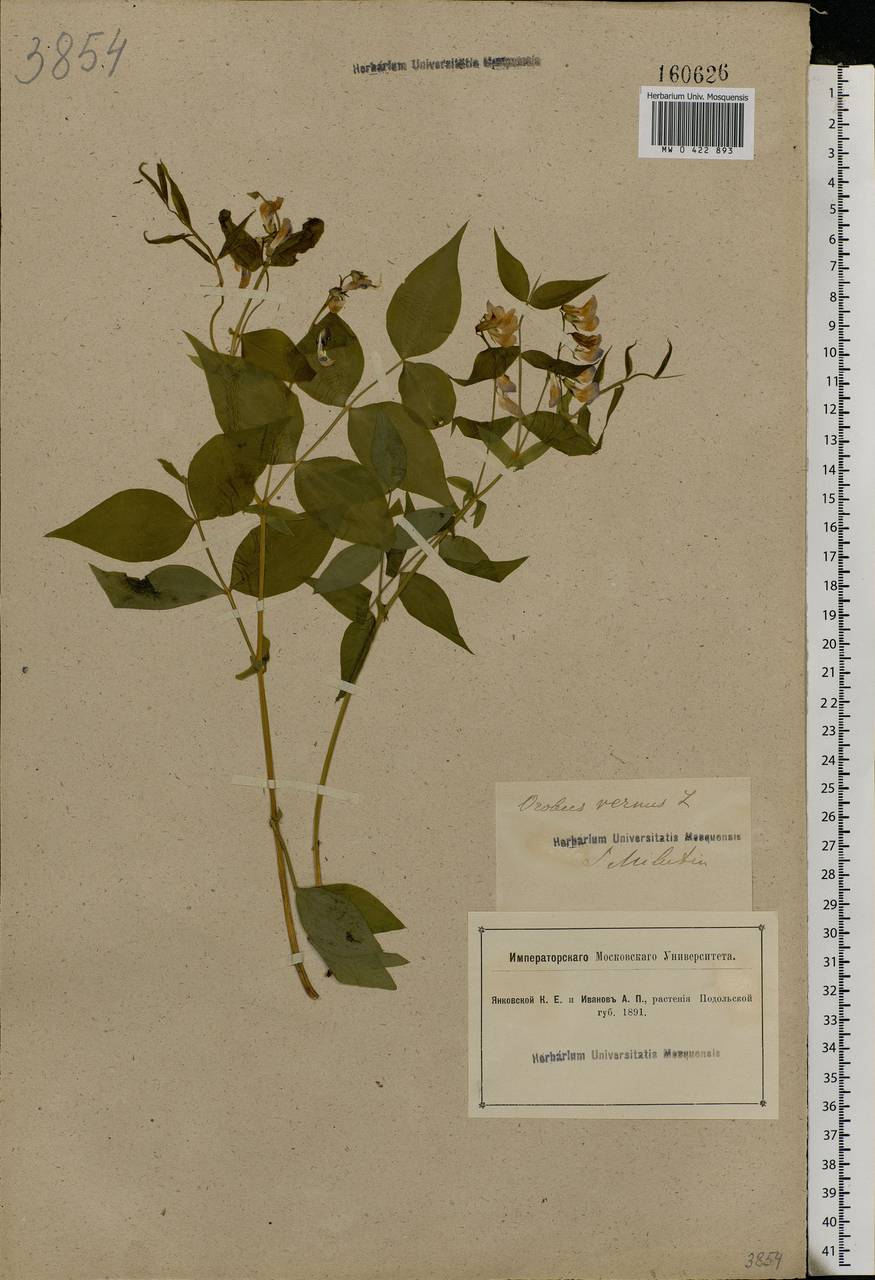 Lathyrus vernus (L.) Bernh., Eastern Europe, South Ukrainian region (E12) (Ukraine)