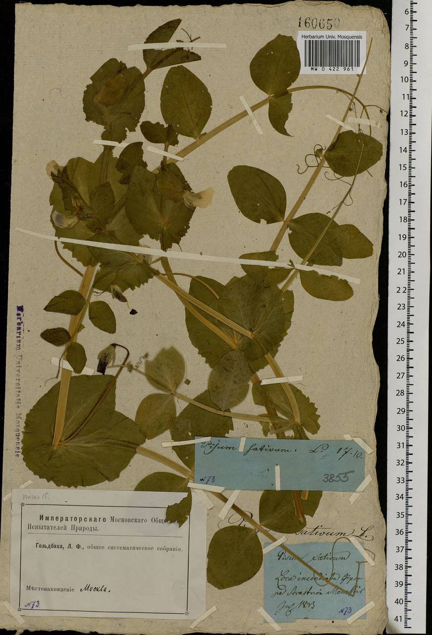 Lathyrus oleraceus Lam., Eastern Europe, Moscow region (E4a) (Russia)