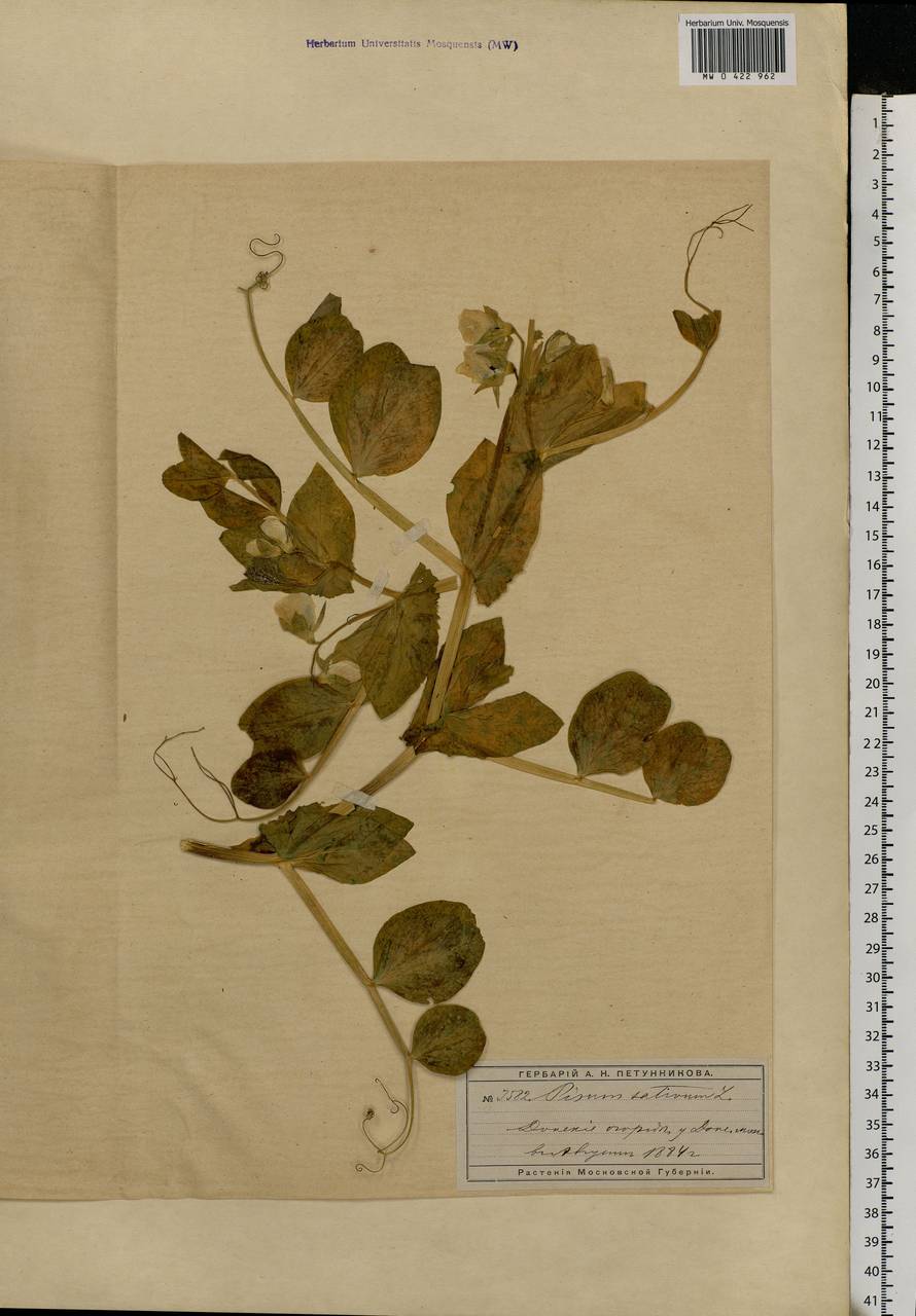 Lathyrus oleraceus Lam., Eastern Europe, Moscow region (E4a) (Russia)