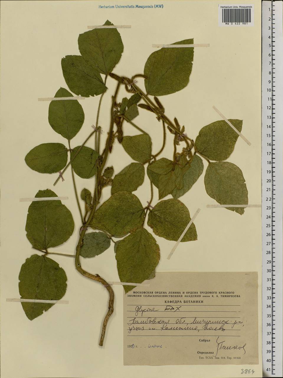 Glycine max (L.)Merr., Eastern Europe, Central forest-and-steppe region (E6) (Russia)