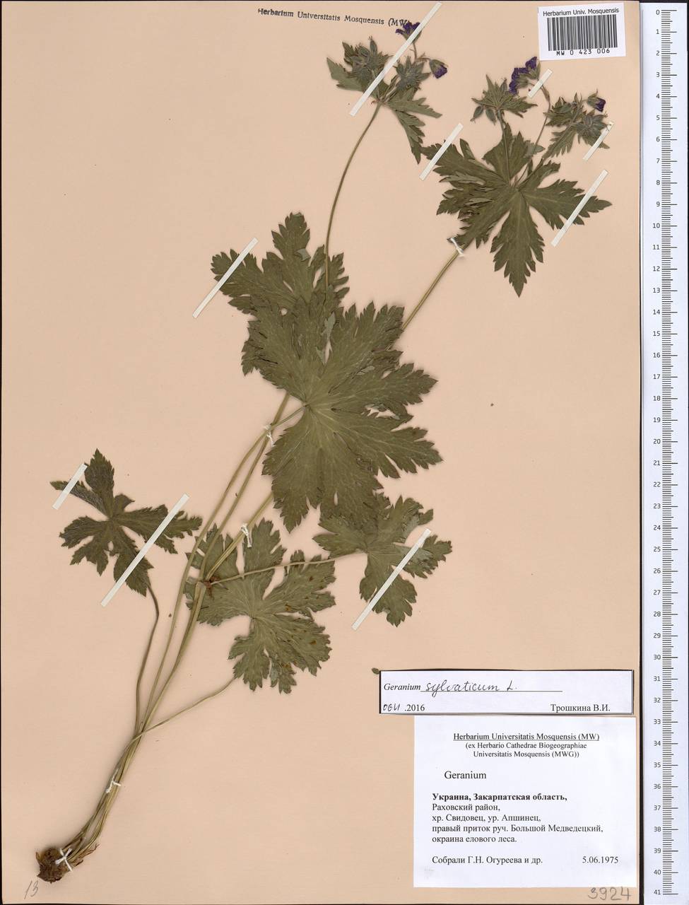 Geranium sylvaticum L., Eastern Europe, West Ukrainian region (E13) (Ukraine)