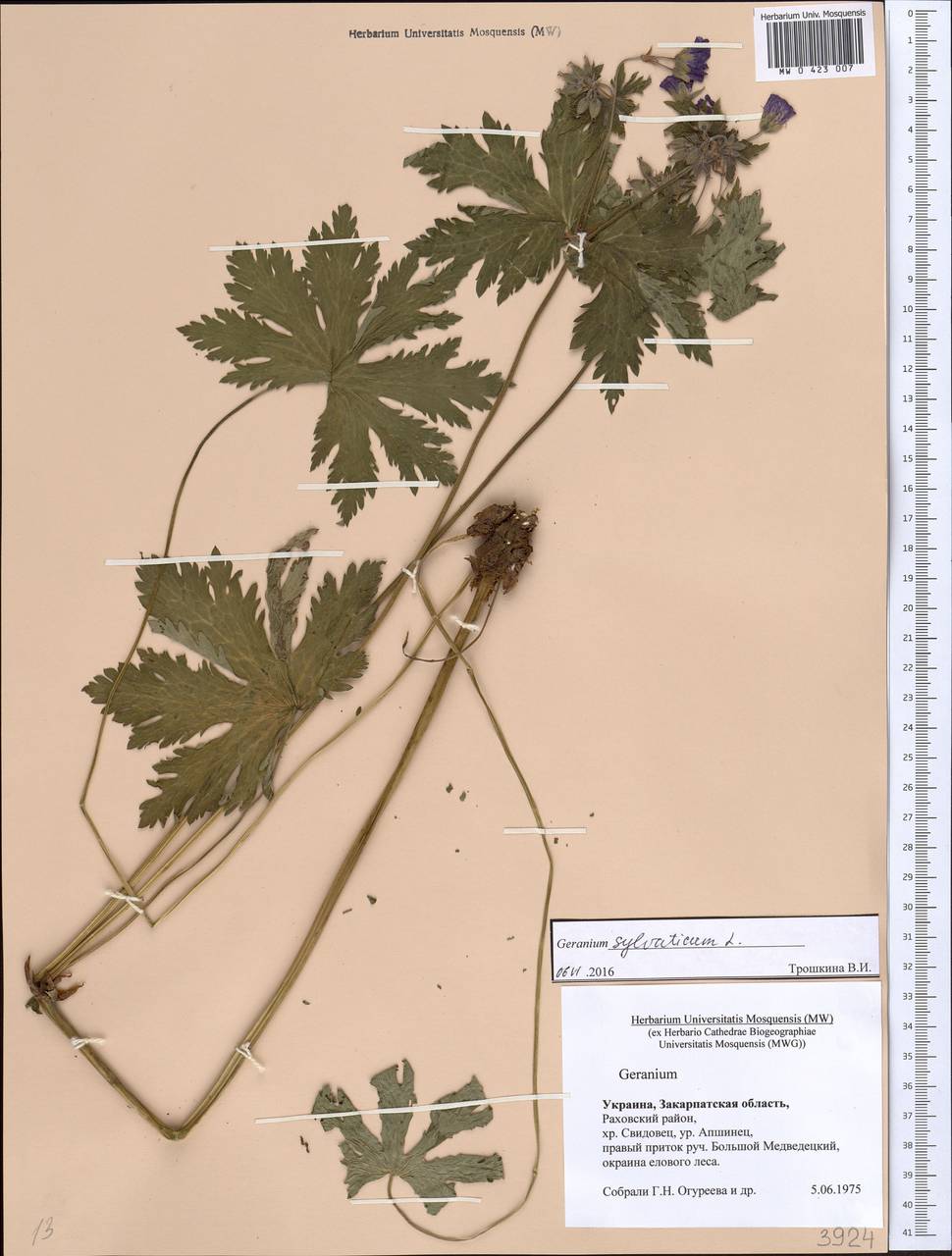 Geranium sylvaticum L., Eastern Europe, West Ukrainian region (E13) (Ukraine)