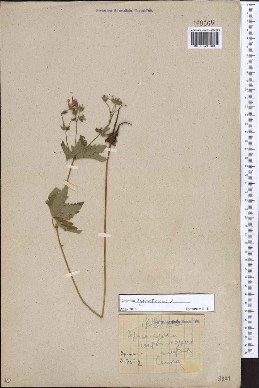 Geranium sylvaticum L., Eastern Europe, Eastern region (E10) (Russia)